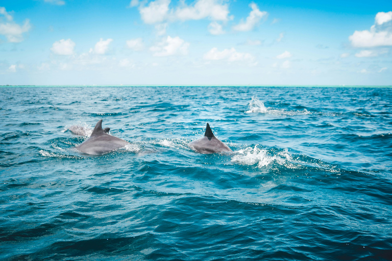 Estepona Sailing and Marine Nature Experience