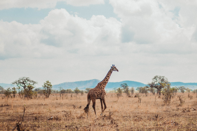 From Zanzibar: 1-Day Selous Safari with Flight & Lunch Selous Safari from Zanzibar – Without Transfer