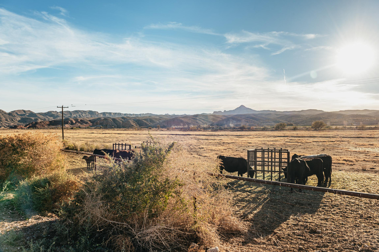 De Las Vegas: Passeio a cavalo ao pôr do sol no deserto com jantar com churrasco