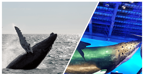 Reykjavik: Whale Watching Excursion & Whale Exhibition