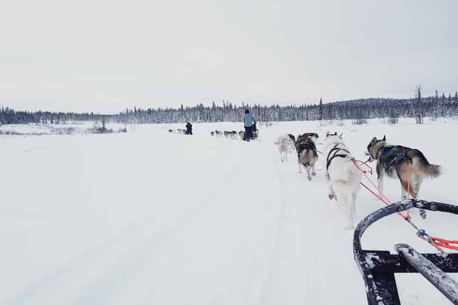 Kiruna: Hundeschlittenfahrt Husky Tour mit Mittagessen. Foto: GetYourGuide