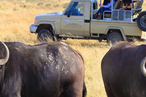 CAPE TOWN: PRYWATNE SAFARI W REZERWACIE GIER AQUILAZ Kapsztadu: Wycieczka w obie strony do Aquili z przejażdżką do gier