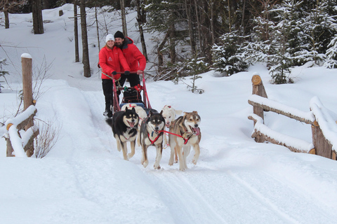 Mont-Tremblant: Dogsledding Valley Adventure