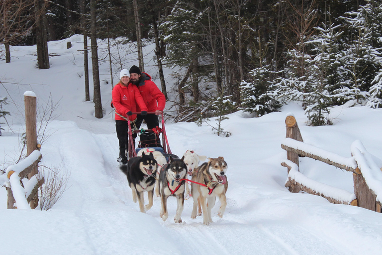Mont-Tremblant: Dogsledding Valley Adventure