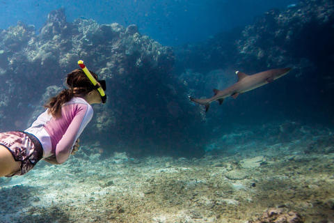 Ride &amp; Slide by South Sea Cats - Półdniowa wycieczka z nurkowaniem z rurkąFidżi: South Sea Cats - Półdniowa wycieczka z nurkowaniem z rurką