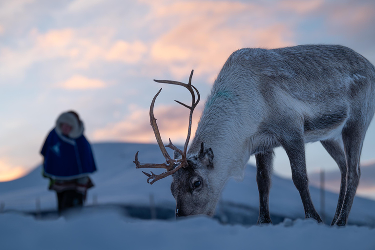 From Tromsø: Sami Culture and Reindeer Feeding