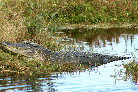 Miami: Everglades Airboat Ride, Wildlife Show & Transport