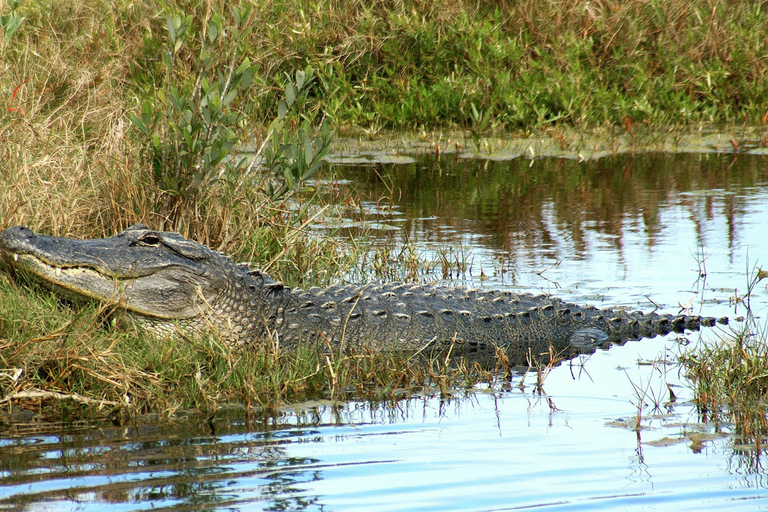 Miami: Everglades Airboat Ride, Wildlife Show & Transport