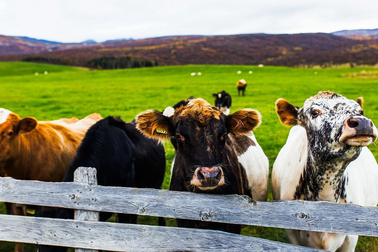 De Reykjavík: visite du Cercle d'or et de la ferme laitière