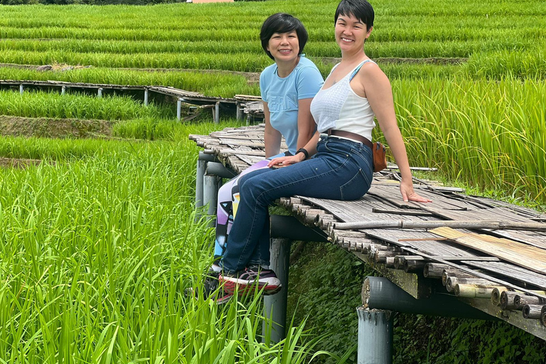 Beeindruckende Reisfeldterrassen in Ban Pa Pong Pieng. (Privat)