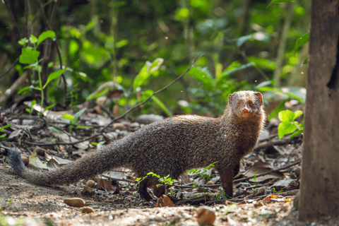 Elephant &amp; Birdwatching Safari in Minneriya with Binoculars