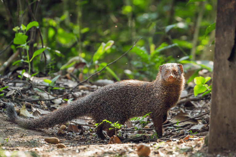 Elephant &amp; Birdwatching Safari in Minneriya with Binoculars