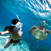 Bohol Dolphin Watching & Sea Turtle Swim Island Hopping Tour Bohol Dolphin Watching & Sea Turtle Swim Island Hopping Tour