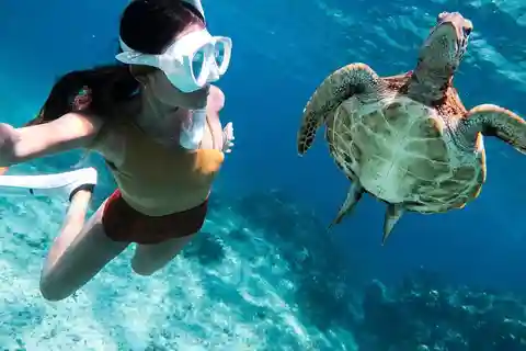 Bohol: Simma med havssköldpaddor och delfiner – öluffning