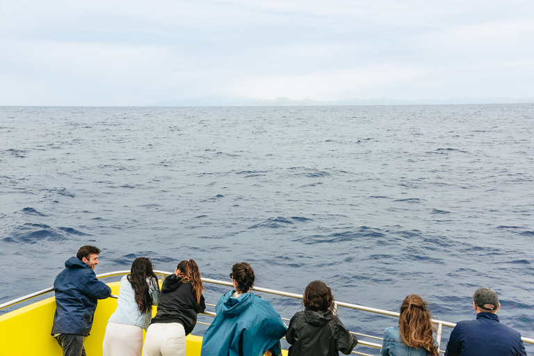 São Miguel Açores: excursion d'une demi-journée pour observer les baleines