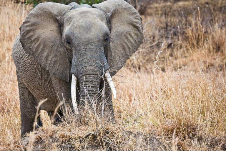 Daressalam: 5-tägige Safari im Süden