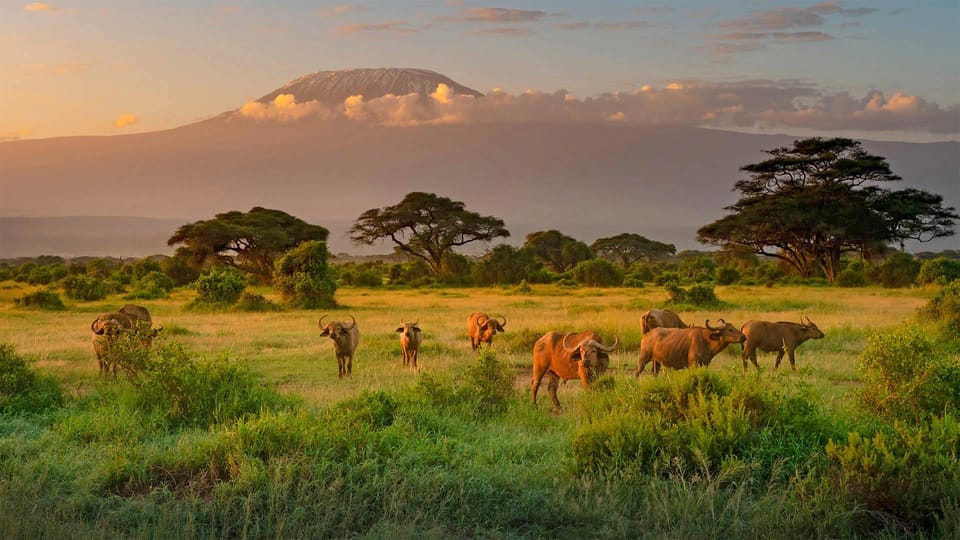 Amboseli Nationalpark Safari Mit Bernachtung Von Nairobi Aus