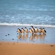 Melbourne: Coastal View & Phillip Island Penguin Parade Tour