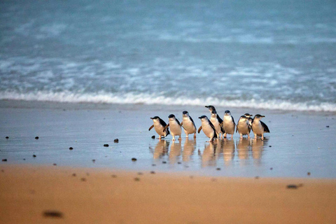 Melbourne: Visita à costa e à parada dos pinguins em Phillip Isand