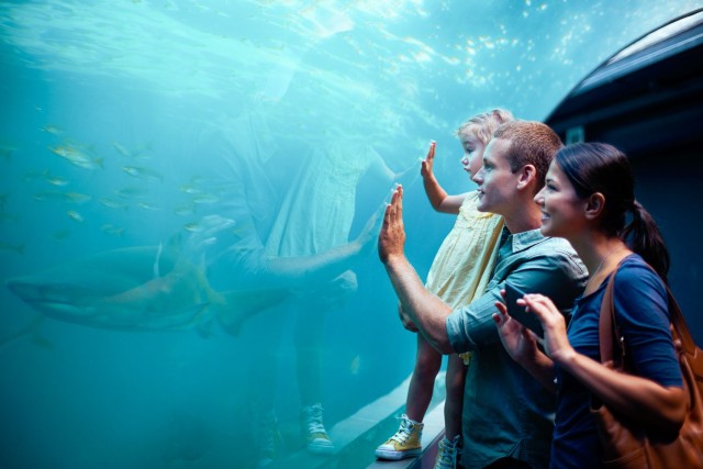 Visit Orlando SEA LIFE Orlando Aquarium in Kissimmee
