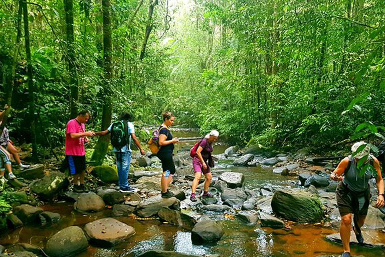 Sinharaja Rain Forest & Tea Factory Trip Pick up by Hikkaduwa / Galle / Unawatuna / Mirissa / Matara