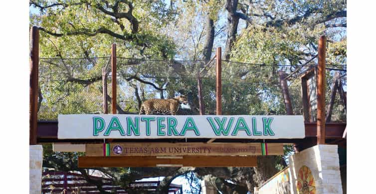 San Antonio Zoo Any Day Ticket photo 8