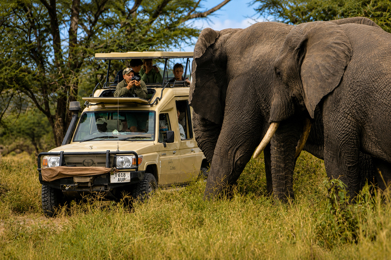 From Moshi: Tarangire National Park Safari with Lunch