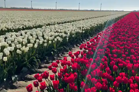 Private Tour, Tesla from Amsterdam: Keukenhof & Tulip Fields