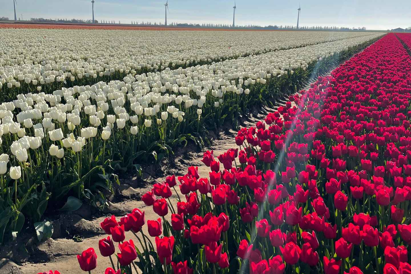 Private Tour, from Amsterdam: Keukenhof & Tulip Fields
