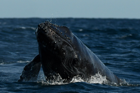 Cabo San Lucas: Up-Close Whale Watching Small-Group Tour