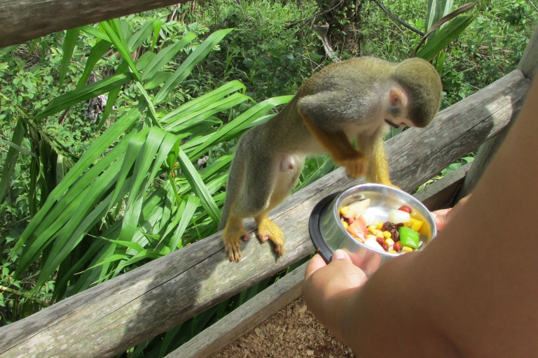 Punta Cana: aventuras en tirolinas y ticket para Monkeyland