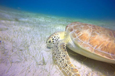 St. Thomas: Snorkeling Adventure - 2 Reefs & In-water guide