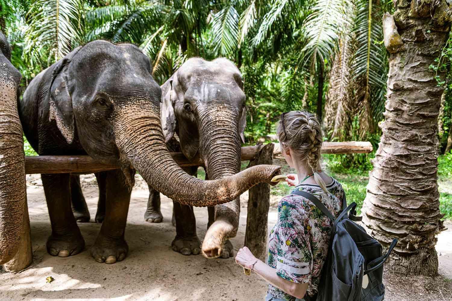 Tagestour: Negombo/Colombo, Elefanten-Waisenhaus, Tee & Kandy