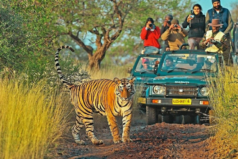 Da Delhi: Tour guidato di 4 giorni del Triangolo d&#039;Oro e Ranthambore