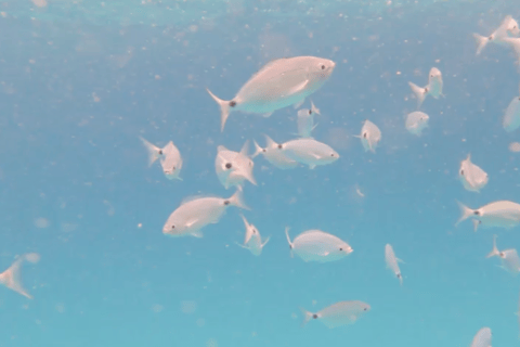 Isola di Lobos: Tour guidato alla ricerca delle tartarughe e snorkeling