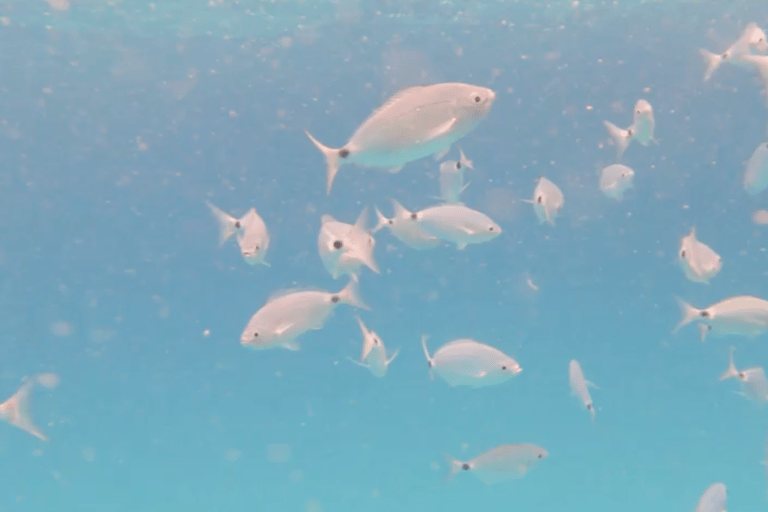 Île de Lobos : Visite guidée à la recherche de tortues et plongée en apnée