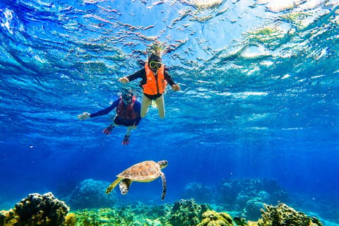Ishigaki: Beginner Turtle Snorkeling in English with Pickup - Image 2