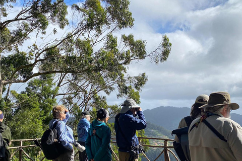 Madeira: Birdwatching - The Endemics