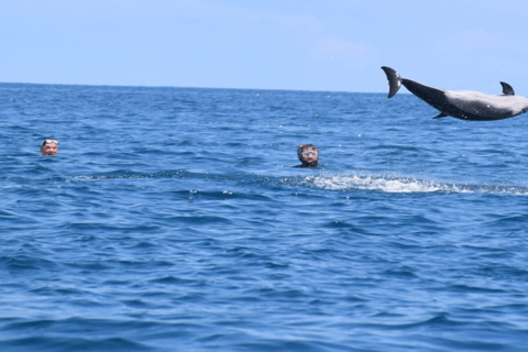 Bateau à moteur sur l&#039;île aux Bénitiers + nage avec les dauphins et déjeuner