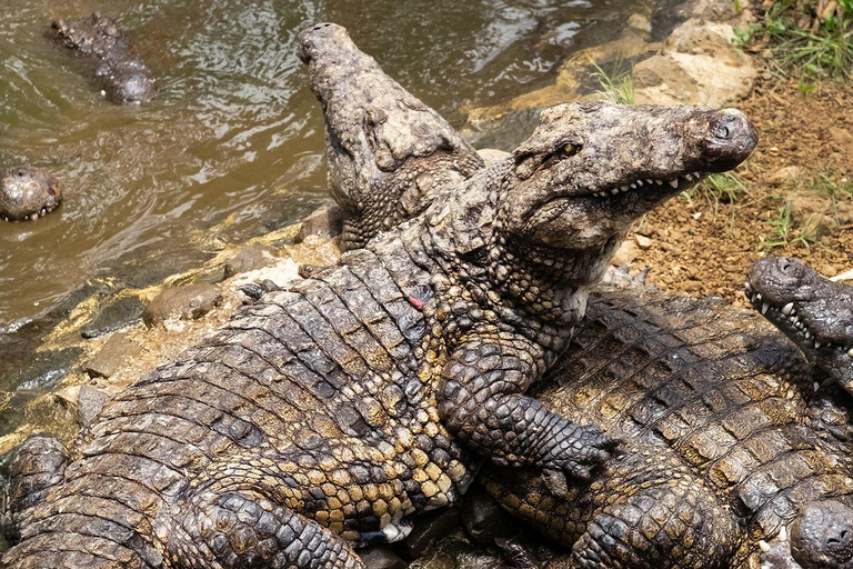 South Mauritius Tour with Crocodile Park & 23-Colored Earth