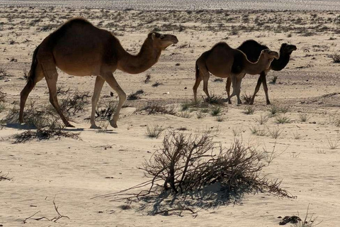 Tunisia: 2-Day Sahara Desert Adventure & Camp Sahara Desert Adventure and Camp: From Mahdia