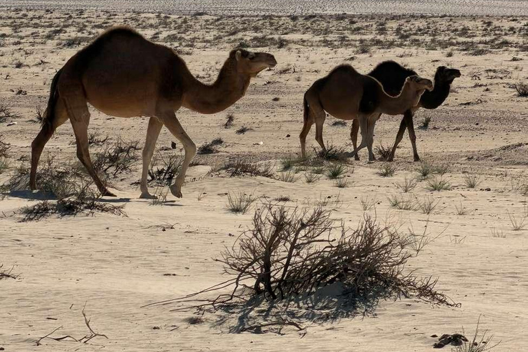 Tunisia: 2-Day Sahara Desert Adventure & Camp Sahara Desert Adventure and Camp: From Mahdia