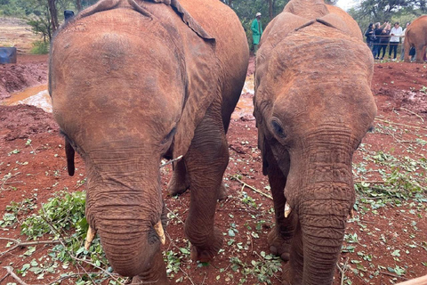 Nairobi: Elefantbarnhemmet, Giraffcentret och Karen Blixen