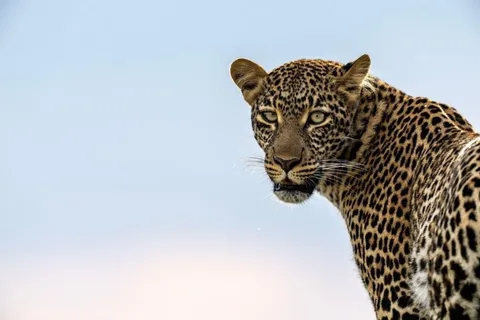 Jawai Leopard Wildlife Safari Private Tour In a 4x4 Jeep