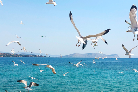 Isla de Spetses: excursión de día completo en autobús desde Atenas con bañoIsla de Spetses: excursión de un día en autobús desde Atenas con baño