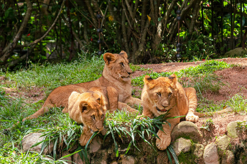 Nairobi: Nationale Parktour in de vroege ochtend of middag