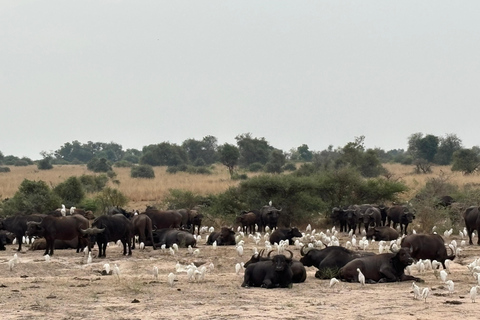 4 Days Queen Elizabeth and Kibale Forest Safari THE BEST OF UGANDA