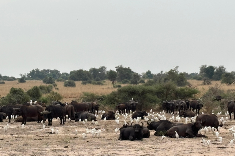 4 Days Queen Elizabeth and Kibale Forest Safari THE BEST OF UGANDA