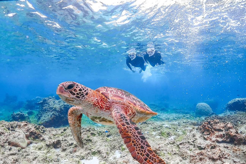 Mirissa: Turtle Snorkeling with Free Pickup Turtle Snorkeling