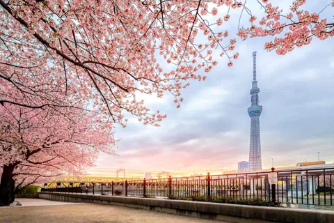 Tokyo: Cherry Blossom or Mt. Fuji Views Private Tour